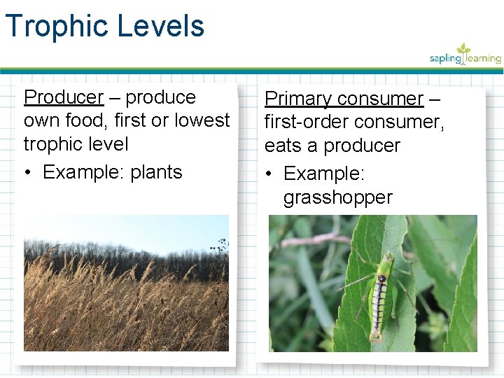 Trophic Levels Producer – produce own food, first or lowest trophic level • Example:
