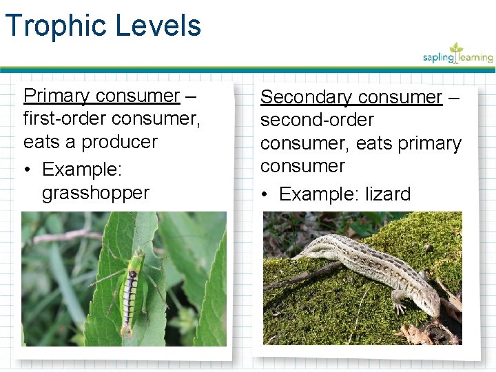 Trophic Levels Primary consumer – first-order consumer, eats a producer • Example: grasshopper Secondary