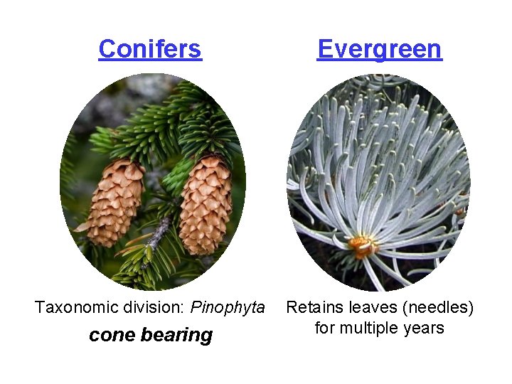 Conifers Evergreen Taxonomic division: Pinophyta Retains leaves (needles) for multiple years cone bearing 