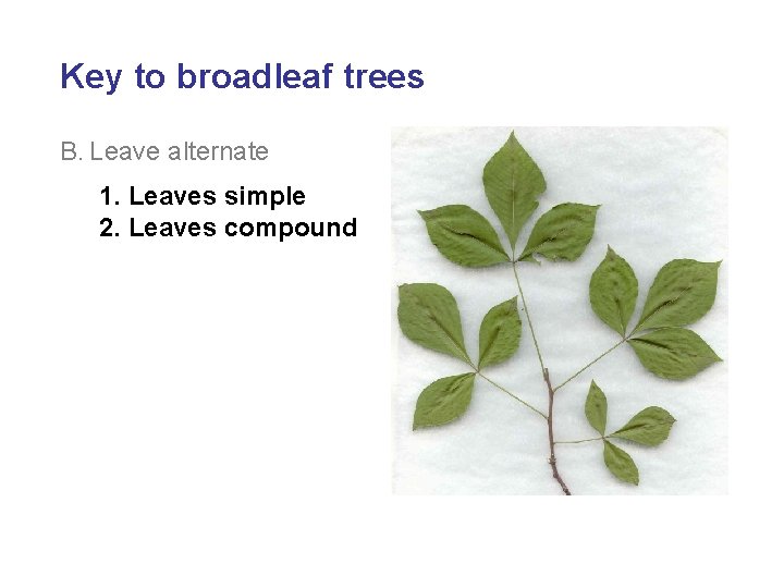 Key to broadleaf trees B. Leave alternate 1. Leaves simple 2. Leaves compound 