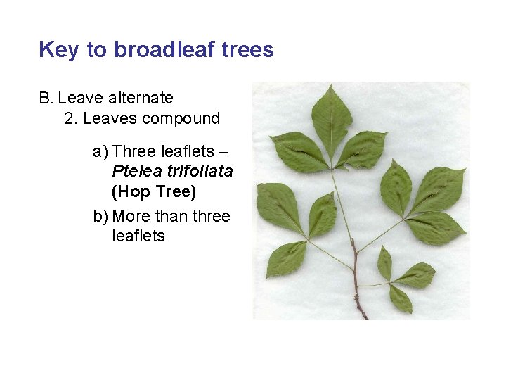 Key to broadleaf trees B. Leave alternate 2. Leaves compound a) Three leaflets –