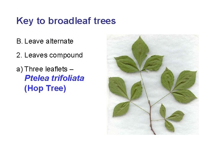 Key to broadleaf trees B. Leave alternate 2. Leaves compound a) Three leaflets –