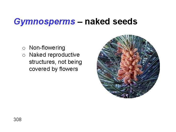 Gymnosperms – naked seeds o Non-flowering o Naked reproductive structures, not being covered by