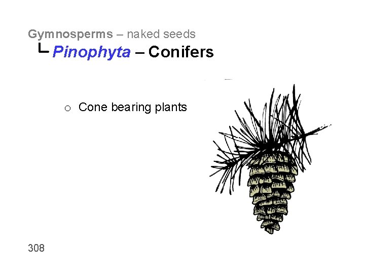 Gymnosperms – naked seeds Pinophyta – Conifers o Cone bearing plants 308 