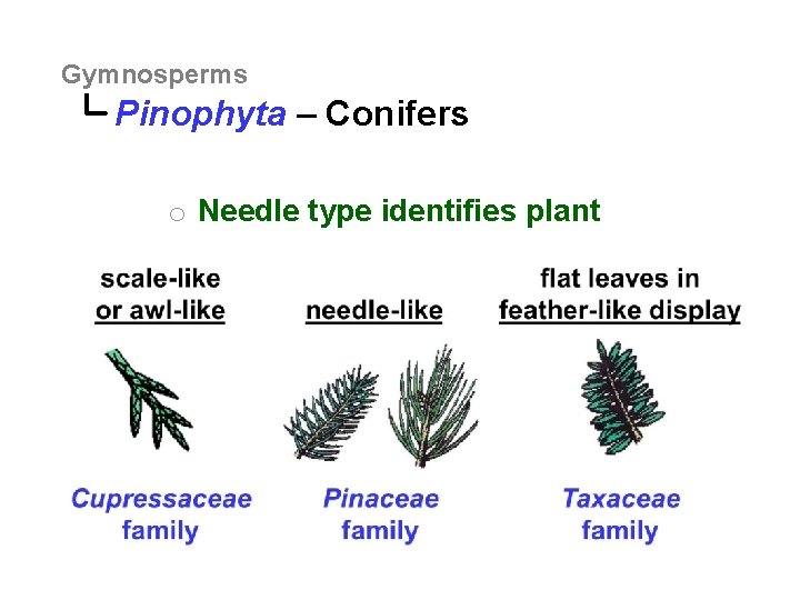 Gymnosperms Pinophyta – Conifers o Needle type identifies plant 