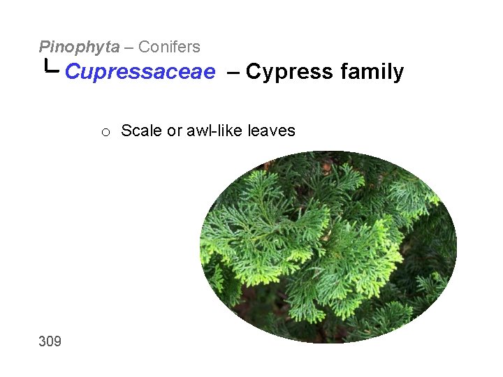 Pinophyta – Conifers Cupressaceae – Cypress family o Scale or awl-like leaves 309 