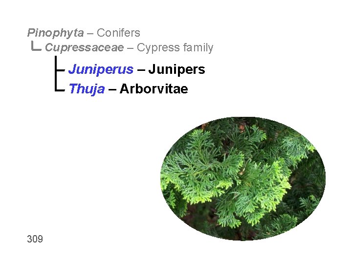 Pinophyta – Conifers Cupressaceae – Cypress family Juniperus – Junipers Thuja – Arborvitae 309