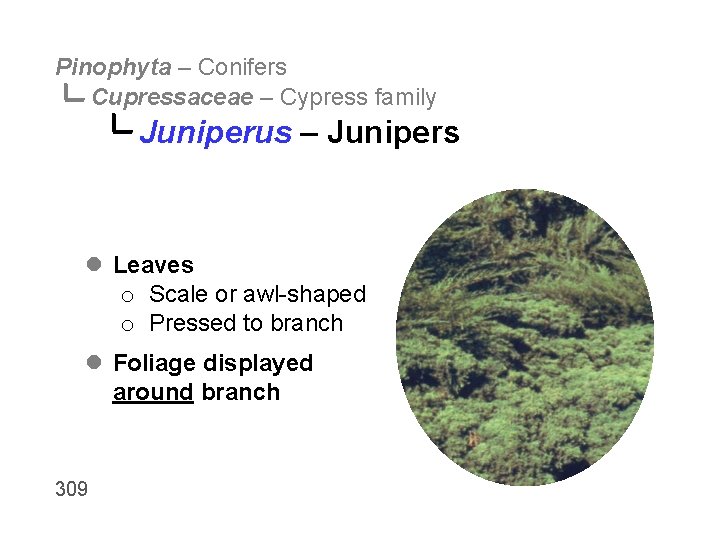 Pinophyta – Conifers Cupressaceae – Cypress family Juniperus – Junipers l Leaves o Scale