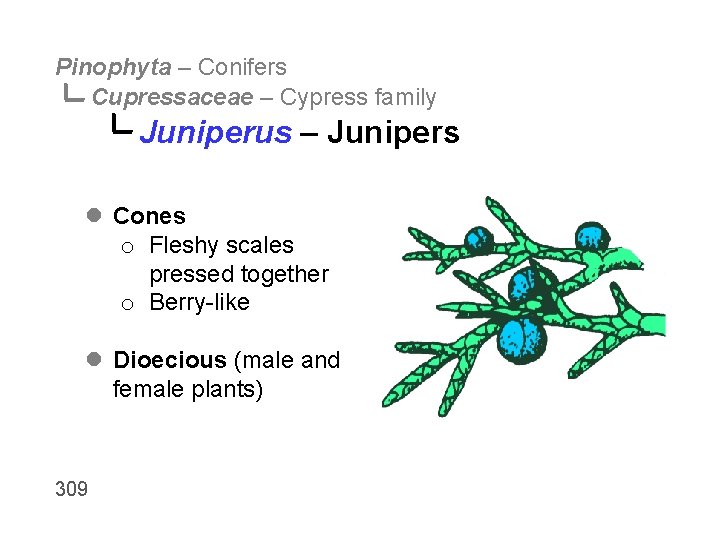 Pinophyta – Conifers Cupressaceae – Cypress family Juniperus – Junipers l Cones o Fleshy