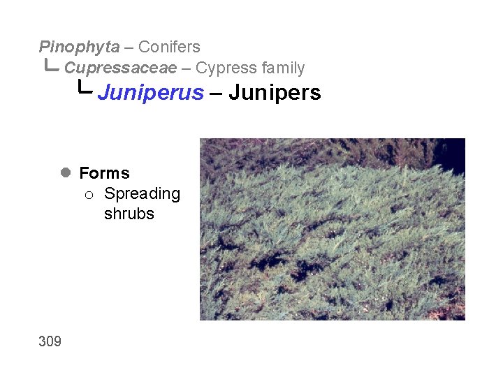 Pinophyta – Conifers Cupressaceae – Cypress family Juniperus – Junipers l Forms o Spreading