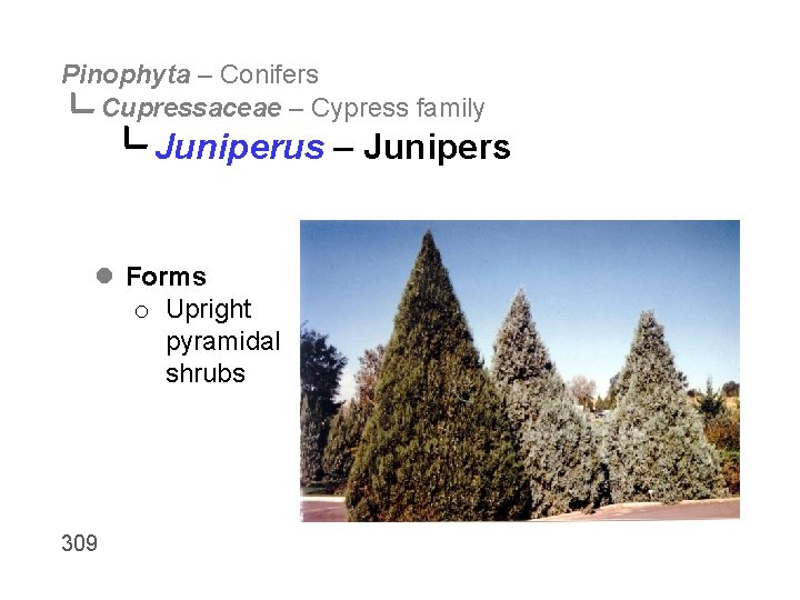 Pinophyta – Conifers Cupressaceae – Cypress family Juniperus – Junipers l Forms o Upright