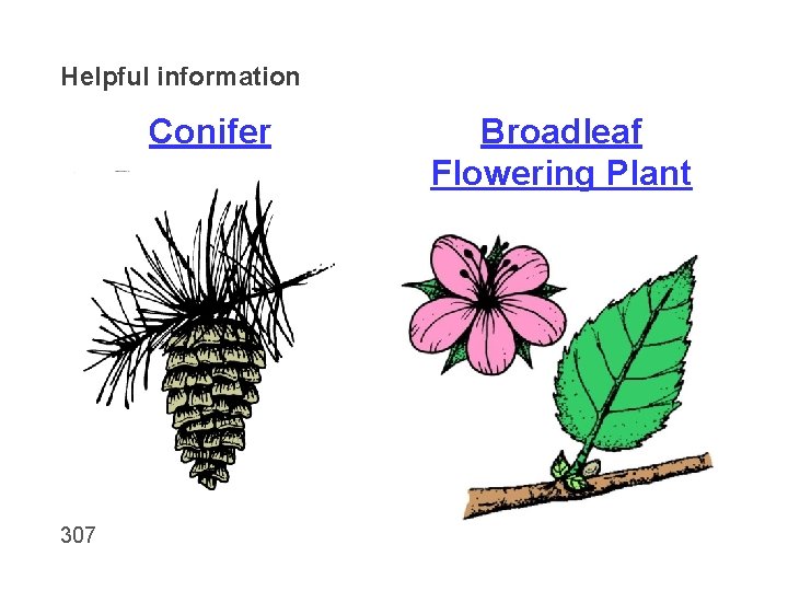 Helpful information Conifer 307 Broadleaf Flowering Plant 