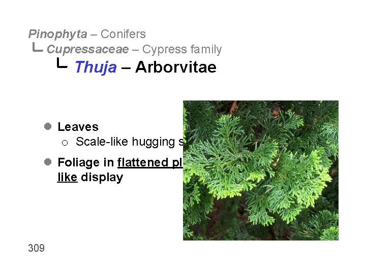 Pinophyta – Conifers Cupressaceae – Cypress family Thuja – Arborvitae l Leaves o Scale-like