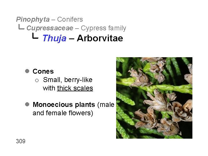 Pinophyta – Conifers Cupressaceae – Cypress family Thuja – Arborvitae l Cones o Small,