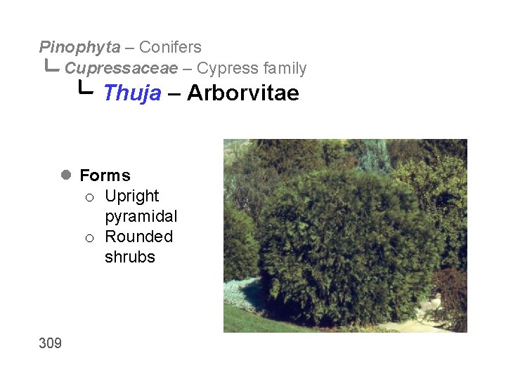Pinophyta – Conifers Cupressaceae – Cypress family Thuja – Arborvitae l Forms o Upright
