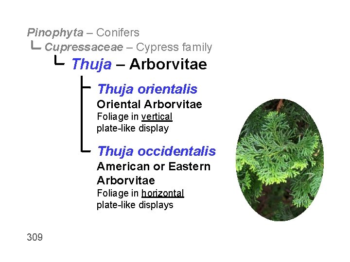 Pinophyta – Conifers Cupressaceae – Cypress family Thuja – Arborvitae Thuja orientalis Oriental Arborvitae