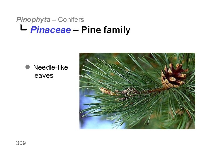 Pinophyta – Conifers Pinaceae – Pine family l Needle-like leaves 309 