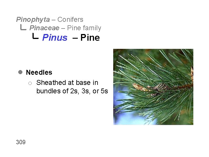 Pinophyta – Conifers Pinaceae – Pine family Pinus – Pine l Needles o Sheathed