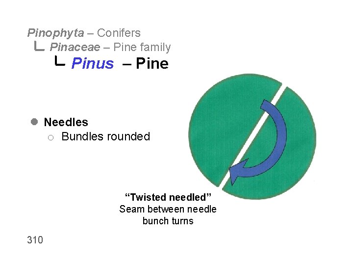 Pinophyta – Conifers Pinaceae – Pine family Pinus – Pine l Needles o Bundles