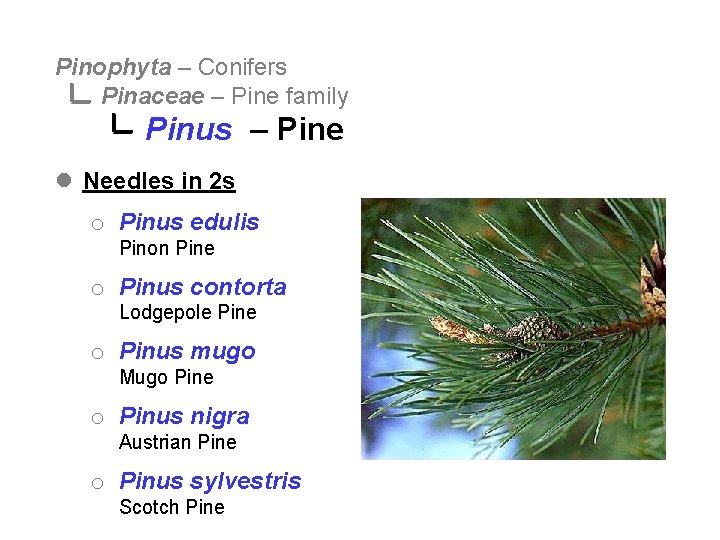 Pinophyta – Conifers Pinaceae – Pine family Pinus – Pine l Needles in 2