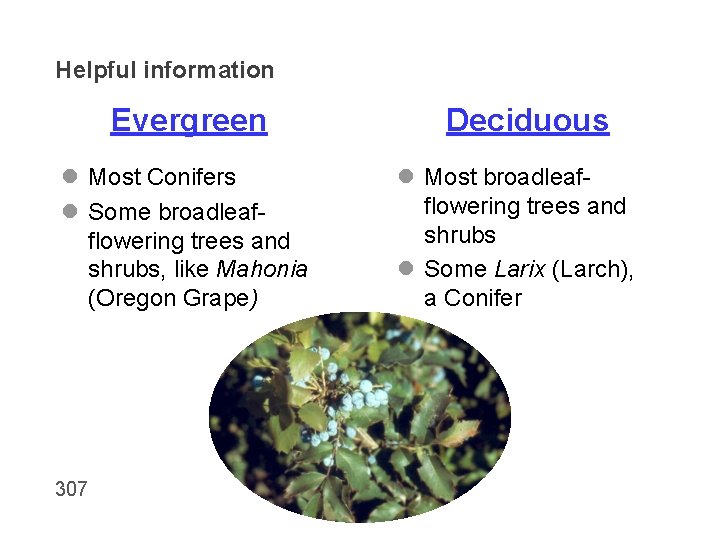 Helpful information Evergreen l Most Conifers l Some broadleafflowering trees and shrubs, like Mahonia