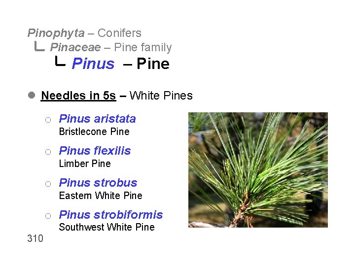 Pinophyta – Conifers Pinaceae – Pine family Pinus – Pine l Needles in 5