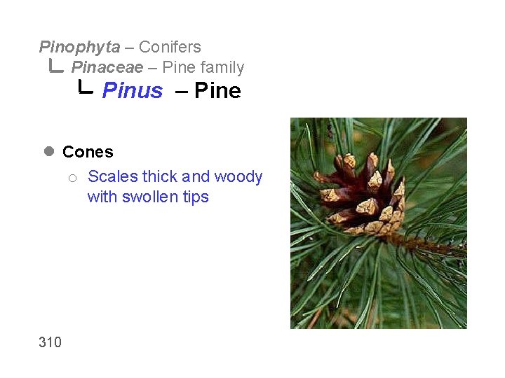 Pinophyta – Conifers Pinaceae – Pine family Pinus – Pine l Cones o Scales
