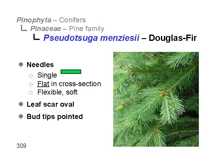 Pinophyta – Conifers Pinaceae – Pine family Pseudotsuga menziesii – Douglas-Fir l Needles o