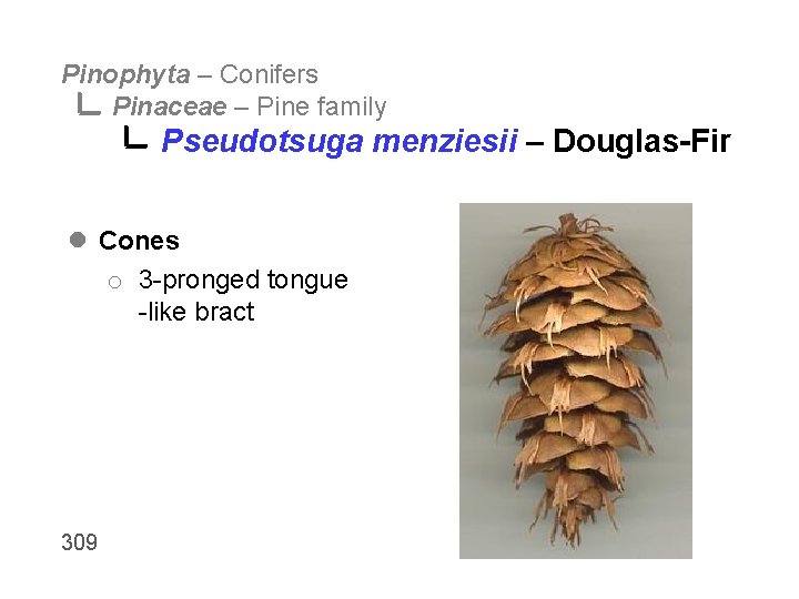 Pinophyta – Conifers Pinaceae – Pine family Pseudotsuga menziesii – Douglas-Fir l Cones o