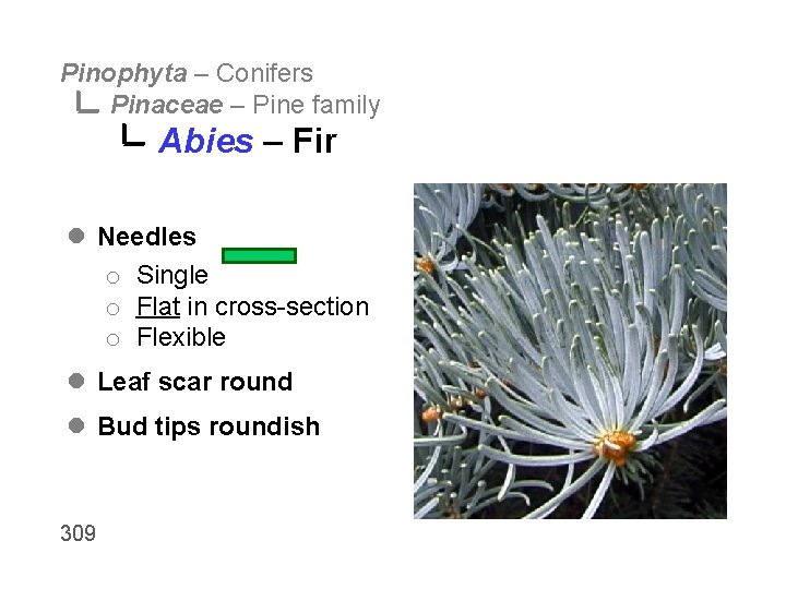 Pinophyta – Conifers Pinaceae – Pine family Abies – Fir l Needles o Single