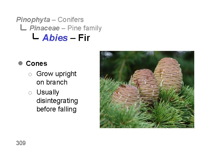 Pinophyta – Conifers Pinaceae – Pine family Abies – Fir l Cones o Grow