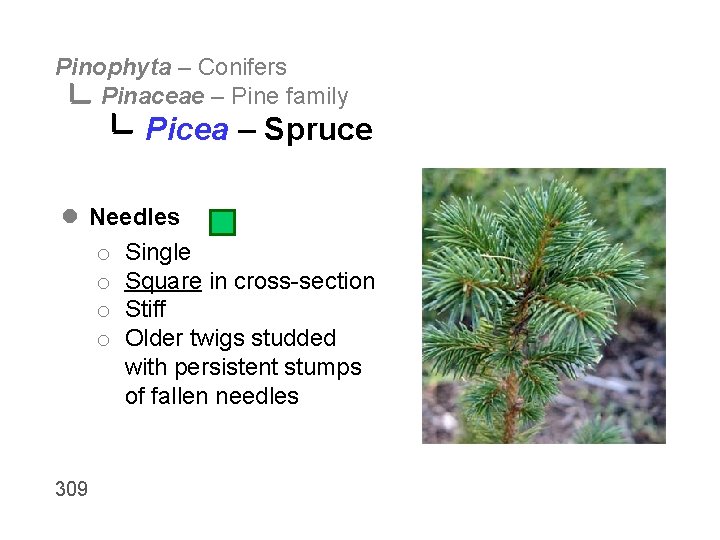 Pinophyta – Conifers Pinaceae – Pine family Picea – Spruce l Needles o Single