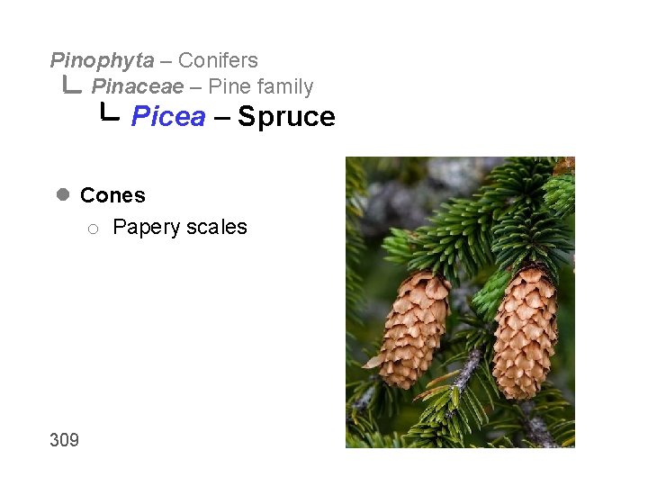 Pinophyta – Conifers Pinaceae – Pine family Picea – Spruce l Cones o Papery