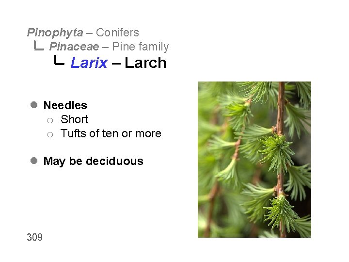 Pinophyta – Conifers Pinaceae – Pine family Larix – Larch l Needles o Short