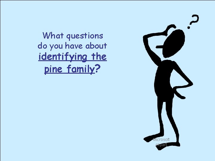 What questions do you have about identifying the pine family? Microsoft clipart 