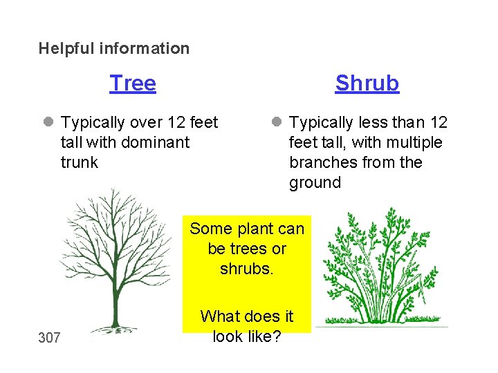 Helpful information Tree Shrub l Typically over 12 feet tall with dominant trunk l