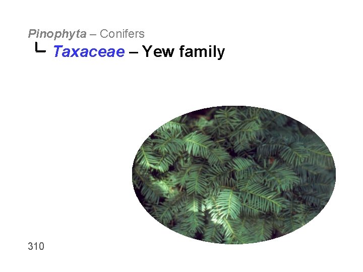 Pinophyta – Conifers Taxaceae – Yew family 310 
