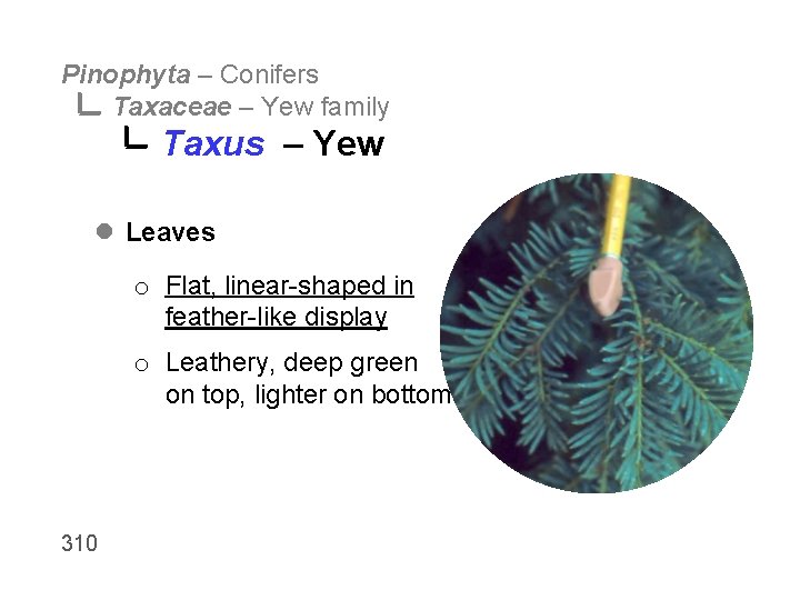 Pinophyta – Conifers Taxaceae – Yew family Taxus – Yew l Leaves o Flat,