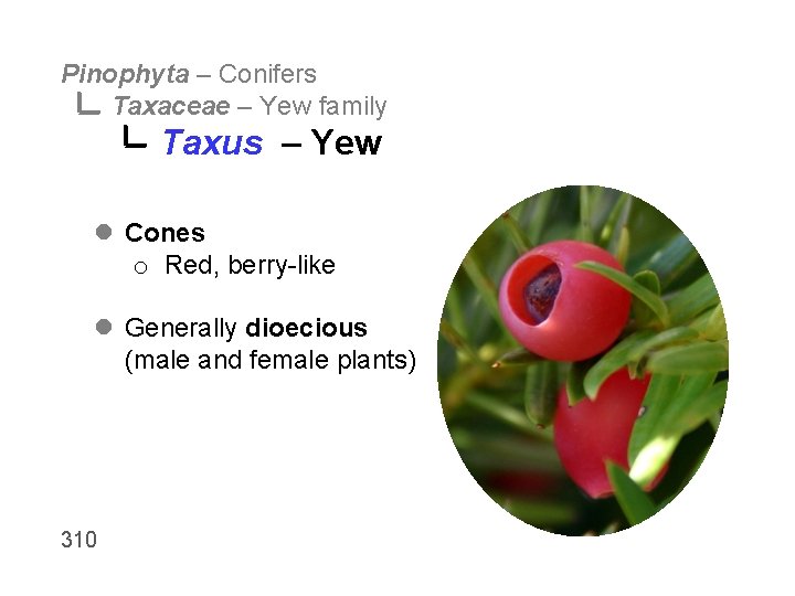 Pinophyta – Conifers Taxaceae – Yew family Taxus – Yew l Cones o Red,