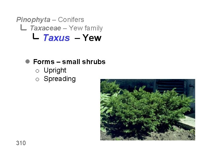 Pinophyta – Conifers Taxaceae – Yew family Taxus – Yew l Forms – small