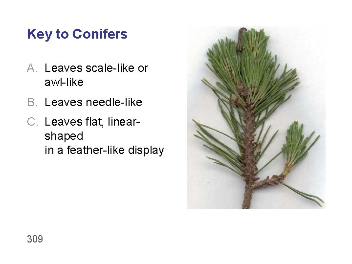 Key to Conifers A. Leaves scale-like or awl-like B. Leaves needle-like C. Leaves flat,