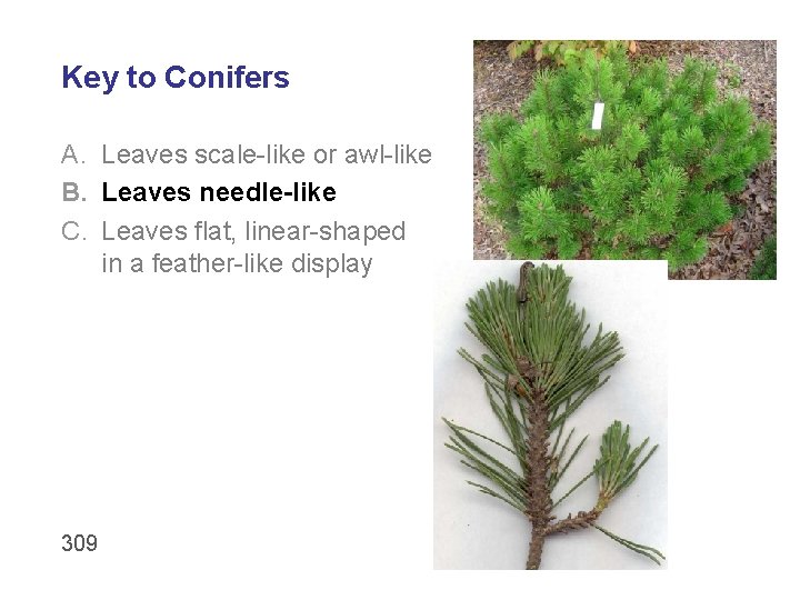 Key to Conifers A. Leaves scale-like or awl-like B. Leaves needle-like C. Leaves flat,