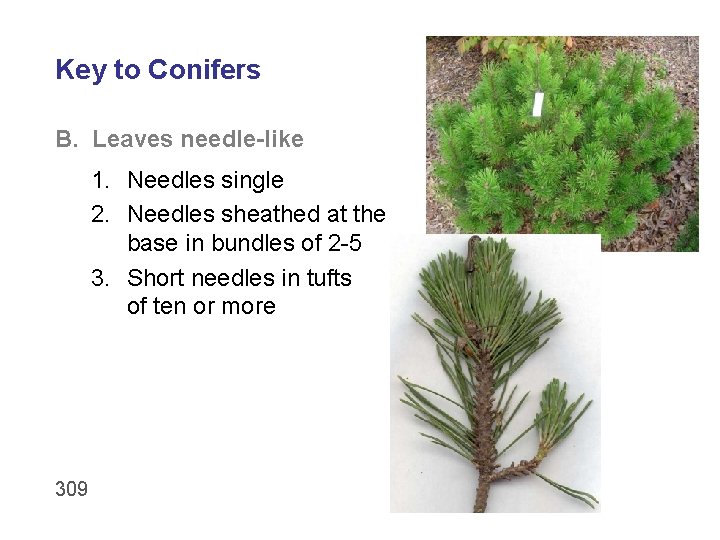 Key to Conifers B. Leaves needle-like 1. Needles single 2. Needles sheathed at the