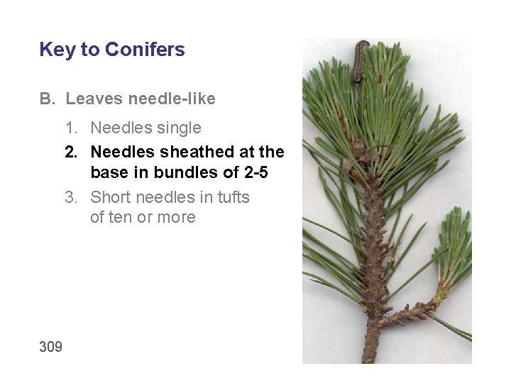 Key to Conifers B. Leaves needle-like 1. Needles single 2. Needles sheathed at the