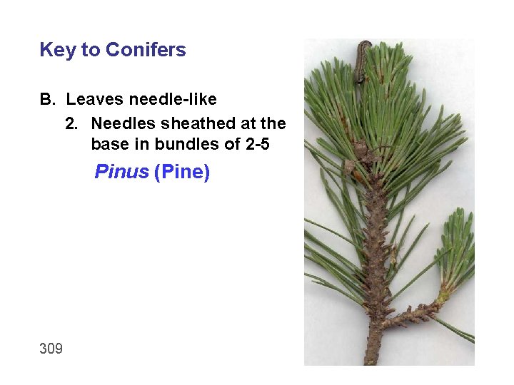Key to Conifers B. Leaves needle-like 2. Needles sheathed at the base in bundles