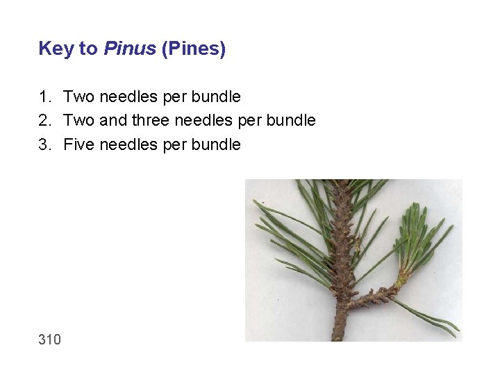 Key to Pinus (Pines) 1. Two needles per bundle 2. Two and three needles
