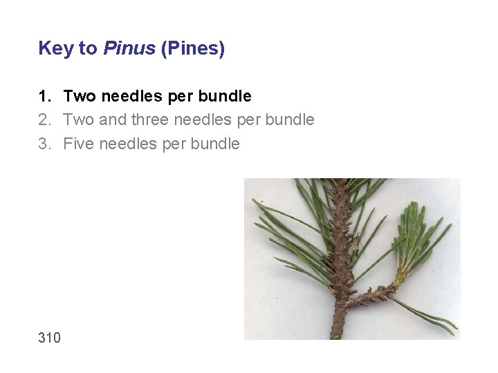 Key to Pinus (Pines) 1. Two needles per bundle 2. Two and three needles