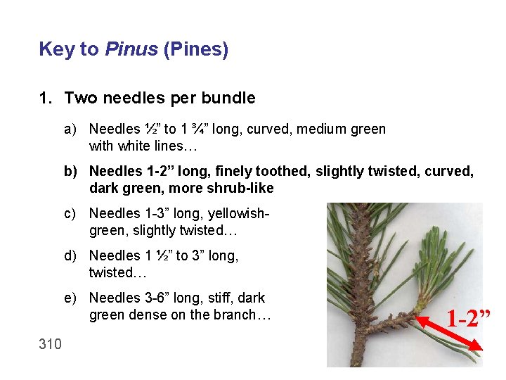 Key to Pinus (Pines) 1. Two needles per bundle a) Needles ½” to 1