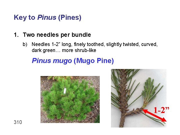 Key to Pinus (Pines) 1. Two needles per bundle b) Needles 1 -2” long,