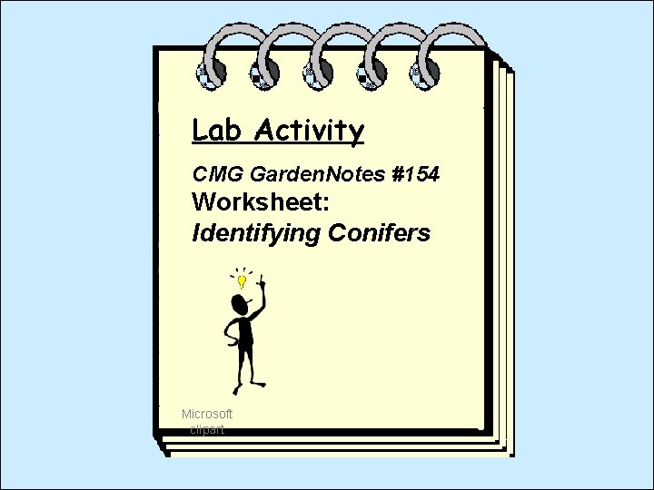 Lab Activity CMG Garden. Notes #154 Worksheet: Identifying Conifers Microsoft clipart 